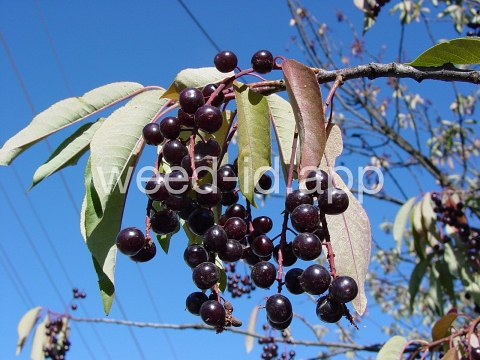 chokecherry, common